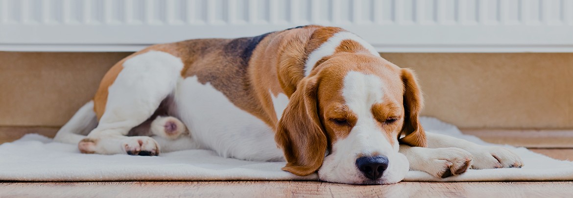 lightwave-dog